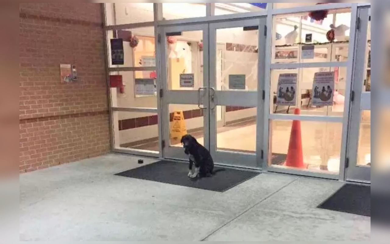 Chien à Houston