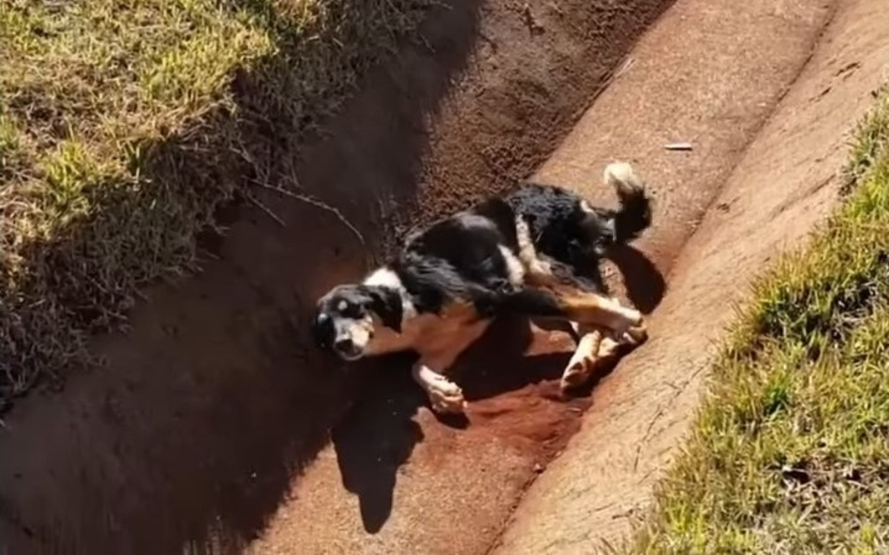 Un chien blessé a remué la queue jusqu'à ce que des âmes bienveillantes décident de l'aider