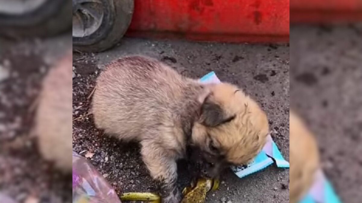 Des personnes bienveillantes sauvent un chiot qui rampait autour des ordures, espérant trouver des restes