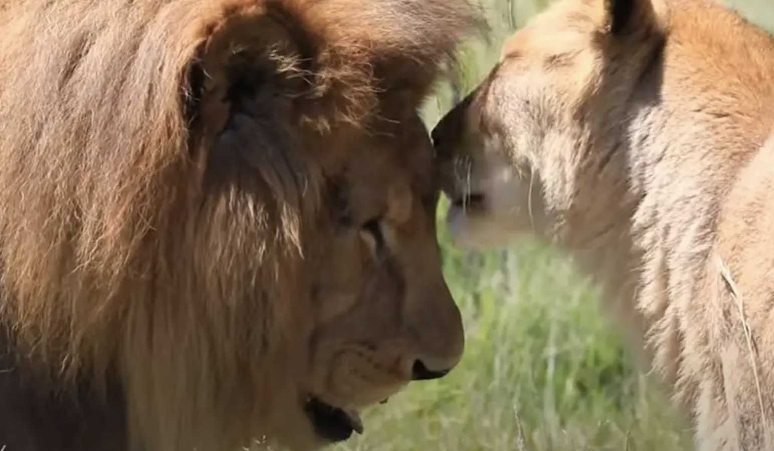 Des lions de cirque sauvés découvrent l'herbe pour la première fois après huit années en captivité