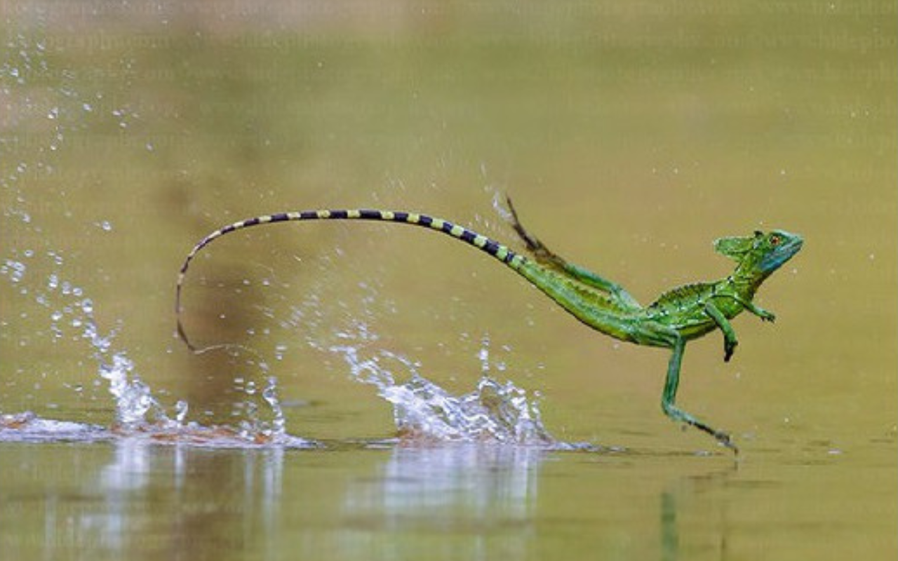 Lézard Basilic