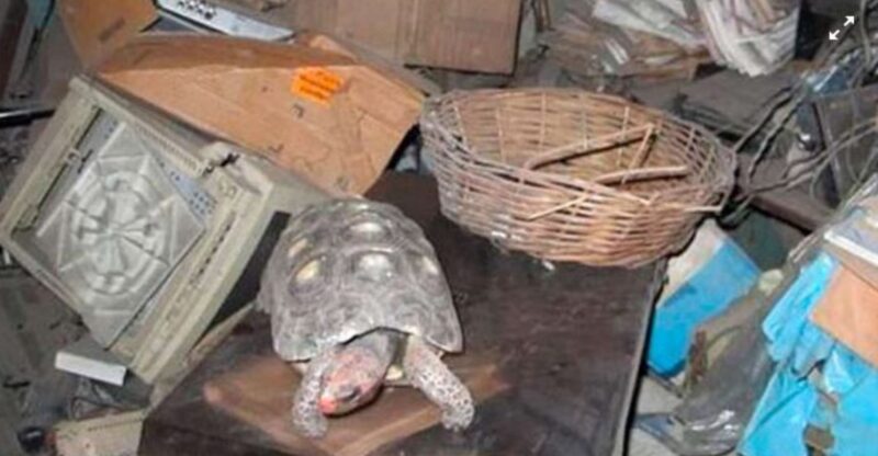 Cette tortue de compagnie portée disparue depuis trente ans est retrouvée vivante dans le grenier
