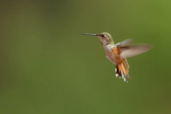 Colibri