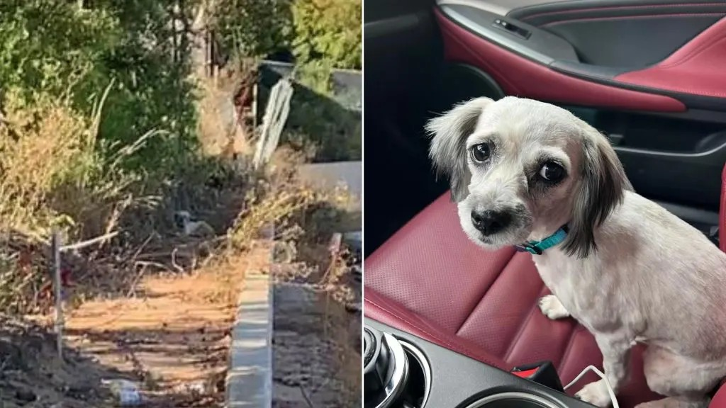 Un chien de famille porté disparu pendant 13 mois retrouve enfin sa maîtresse