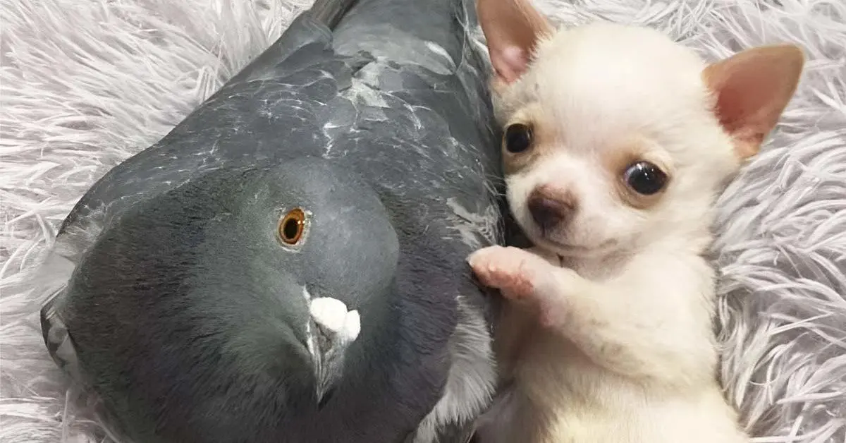 Un pigeon incapable de voler se lie d’amitié avec un chiot qui ne peut pas se déplacer
