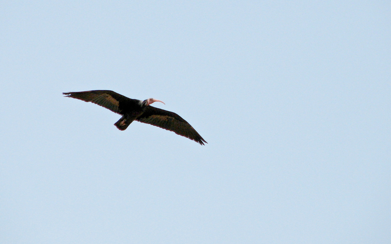 Ibis chauve (Image de Gerdzhikov)