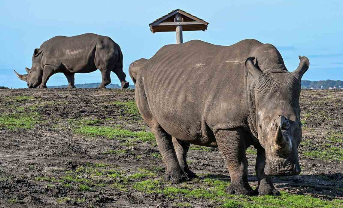 Rhinoceros