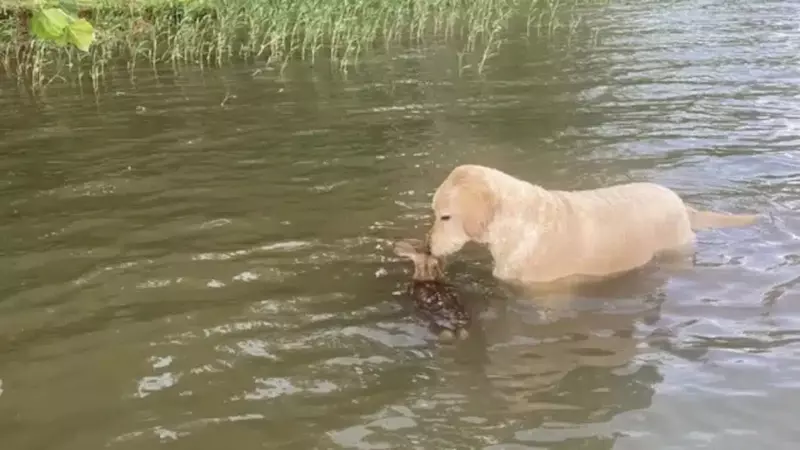 Un Chien Héroïque Sauve un Faon en Détresse